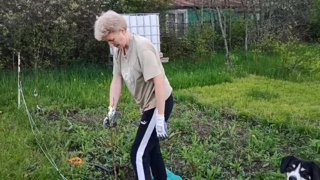 Первая дача в 2021//первая радуга//оптимизация )) теплицы//посадка вишни смотреть онлайн