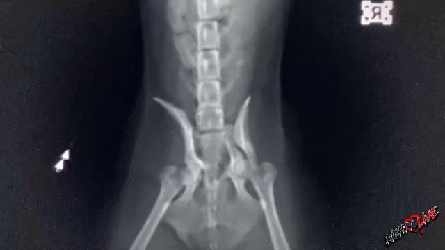 Беспомощный пес больше суток просил помощи у прохожих, но никто даже не остановился! смотреть онлайн