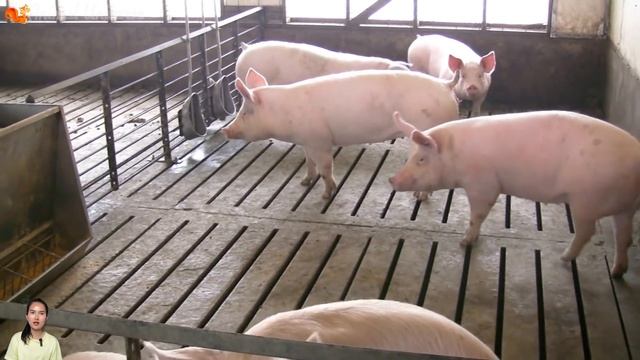 Learn About The Horse - The Sound Of The Horse - Horse Neigh