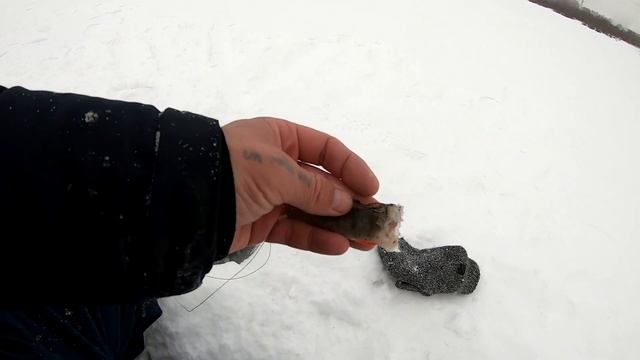 Охота на пресноводную треску, Налим 2021 смотреть онлайн