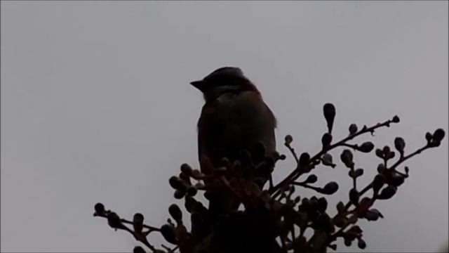 CANTO DEL COPETÓN COMÚN / RUFOUS-COLLARED SPARROW (Zonotrichia Capensis)