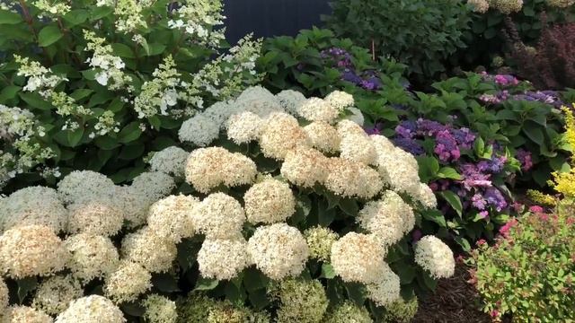 INVINCIBELLE LIMETTA® Hydrangea | www.gardencrossings.com смотреть онлайн