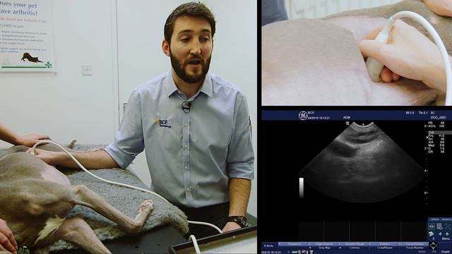 IMV imaging Small Animal Advanced Abdominal Ultrasound Video 6 – Jejunal Lymph Nodes смотреть онлайн