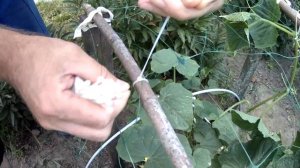 Сетка для огурцов. Устанавливаем сетку для подвеса огурцов из фикс прайса