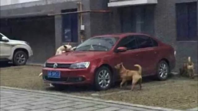 Выходя из машины, он пнул бродячего пса. А когда вернулся, то застыл на месте от увиденного смотреть онлайн