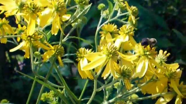 Wingstem/ Golden Ironweed смотреть онлайн