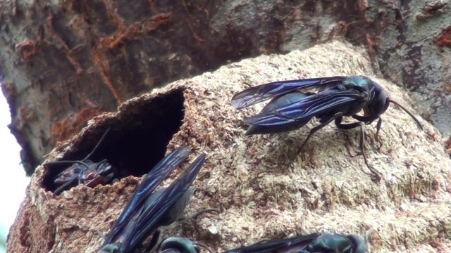 Marimbondo Tatu (Synoeca cyanea). Não são de brincar ... смотреть онлайн