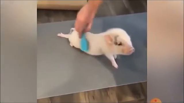 Домашние животные