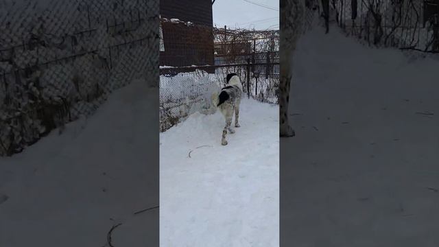 Самый высокий алабай Дарий! В питомнике есть свободные щенки от него ✔+7 937 36 999 03. смотреть онлайн