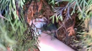 ?у ТУИ ЧЕРНЕЕТ ХВОЯ/МЕТЯТ СОБАКИ