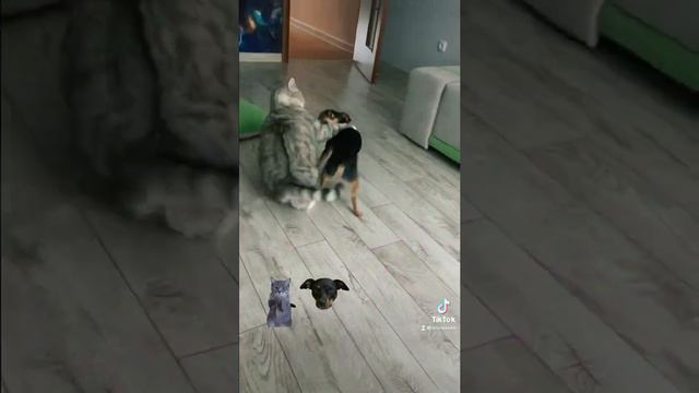 Кот и собака. Котопес. Бой)) смотреть онлайн