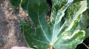 Figs. Инжир. Самоплодность Florinda. Созревающие сорта. Различие листа  Fuiri Panache и Jolly Tiger