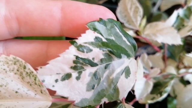 hoya nummularioides? и другие новиночки????? смотреть онлайн