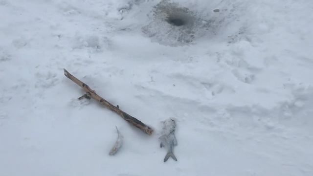 Рыбалка на льду. Зимняя рыбалка на Старом Салтове в Харьковской области. смотреть онлайн
