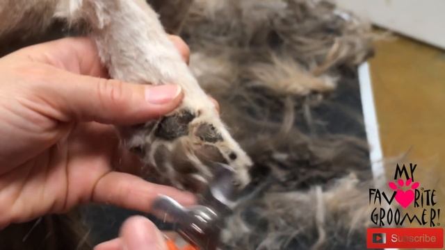 How to Groom a Shih Tzu Very Matted смотреть онлайн