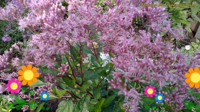 Посконник морщинистый Фантом. Краткий обзор, описание характеристик Eupatorium Rugosa Phantom