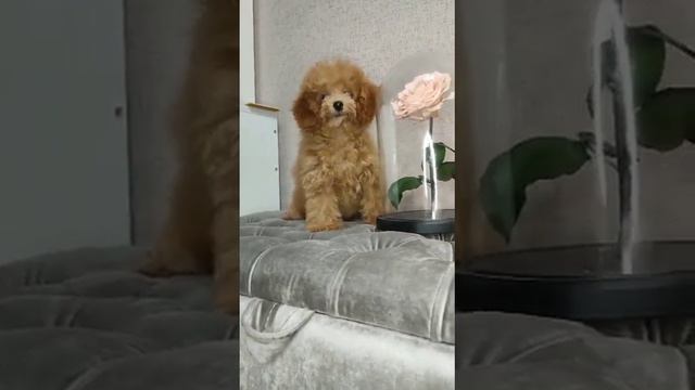 Мальтипу девочка 🐾 смотреть онлайн