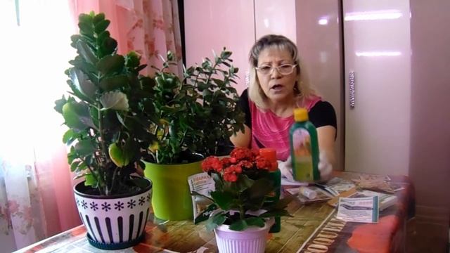 Каланхоэ из магазина. Больное каланхоэ. Отвечаю на вопросы смотреть онлайн