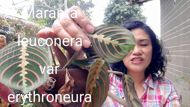 MARANTA LEUCONERA VAR ERYTHRONEURA смотреть онлайн