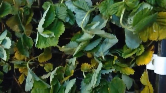 Видео отзыв нашего покупателя смотреть онлайн
