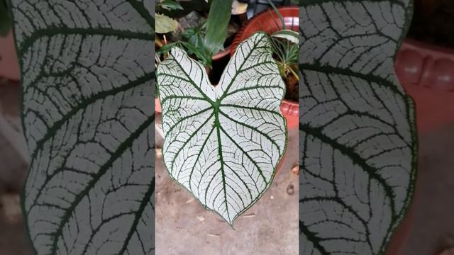 Caladium White Christmas