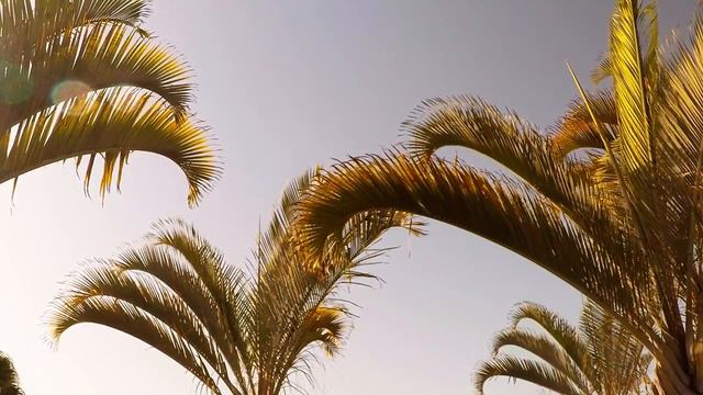 No Copyright Video - Palm Tree in the Wind - Slow Motion смотреть онлайн