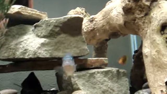 African Cichlid (m. lombardoi female) смотреть онлайн