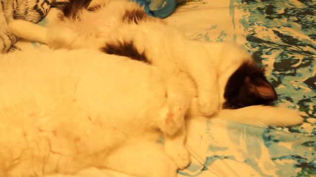 Мимо тещиного дома... смотреть онлайн