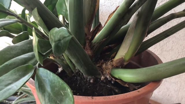 722. Пересадка долларового дерева (Замиакулькаса). смотреть онлайн