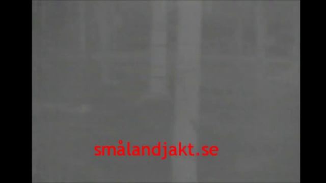 Gylta filmad med pulsar digisight N770A och värmekikare pulsar Quantum HD19S смотреть онлайн