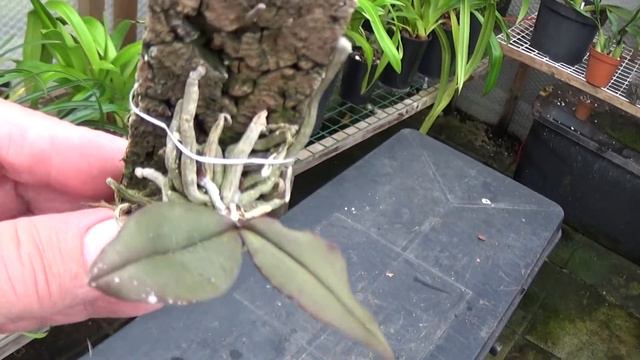 A look at a few Cattleyas and their growth early July....plus a few more. смотреть онлайн