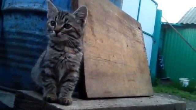 Я показываю милашку Матильду котенок Матильда??? смотреть онлайн