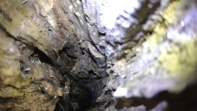 Скворец 170502 7 в естДупле ивы, Дроздятня 3