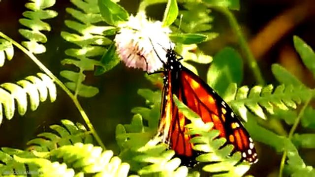 Cute Baby Animals - The Magical World Of Cute Young Animals With Relaxing Music (Colorfully Dynamic смотреть онлайн