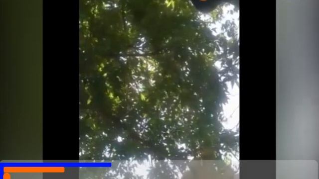 Полосатые беглецы смотреть онлайн