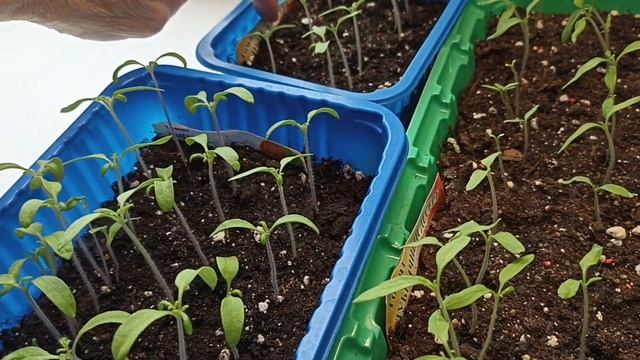 Рассада очень плохо растёт в этом году... смотреть онлайн