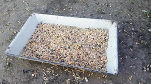 пропойка чесноком голубей