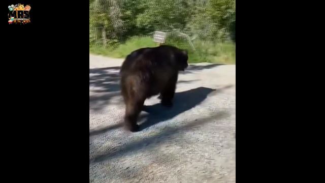 Giant Bear walking past tourists смотреть онлайн