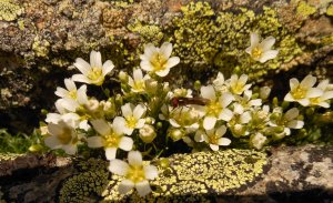 Песчанка (аренария) РЕЛАКС АРТ-ТЕРАПИЯ ИМПРОВИЗАЦИЯ композитор Виктор Анохин #музыка #piano #цветы