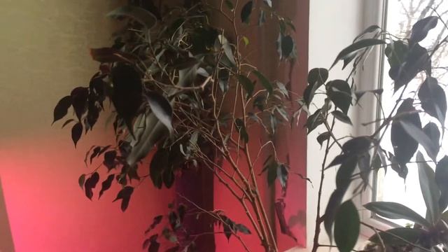 Фикус почему не растёт ?