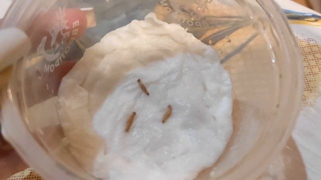 Посев семян АДЕНИУМА обесума и МАХРОМИНИ от КО Январь 2023 #адениум #adenium