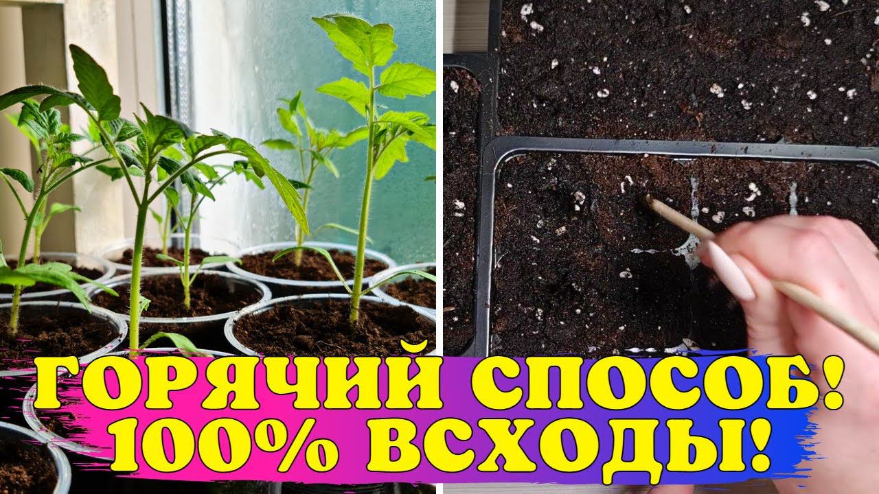 Сею ТОМАТЫ ТОЛЬКО ТАК! Получаю СУПЕР БЫСТРЫЕ и ДРУЖНЫЕ всходы! смотреть онлайн