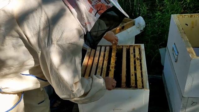 Объединяем отводки и семьи! смотреть онлайн