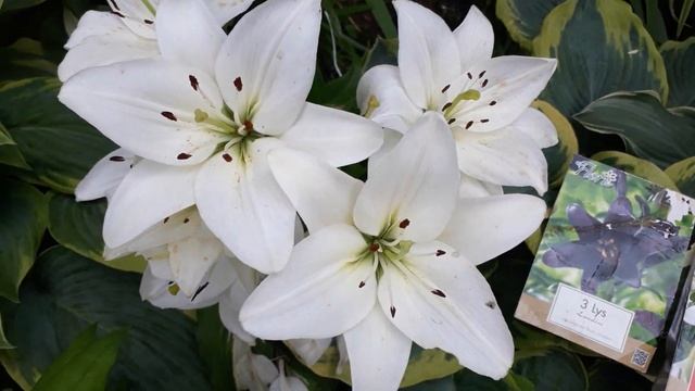 #garden #lilium / Контрастные белая и чёрная азиатские лилии (лат.lilium Asiatic). Секреты новичкам