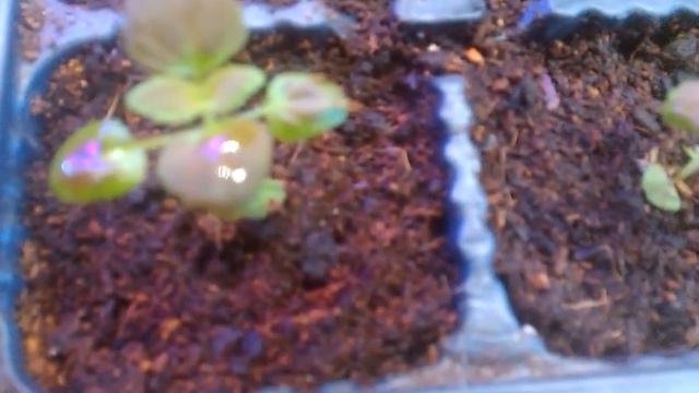 Колеус. После пикировки.