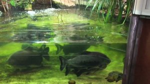 Кто живёт в Екатеринбургском Зоопарке?