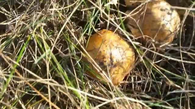 Как искать гриб подтопольник смотреть онлайн