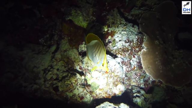 Diving Vilamendhoo Island, South-Ari-Atoll, Maldives смотреть онлайн