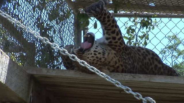 Lions Tigers & Bears - Sanctuary Spotlight смотреть онлайн