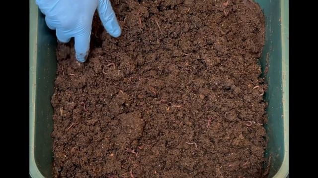 How to Build Maintain & Feed Your Worm Tower Worm Bins | Vermicompost Worm Farm смотреть онлайн